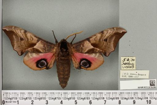 Smerinthus ocellata ocellata (Linnaeus, 1758) - NHMUK_010475008_525311