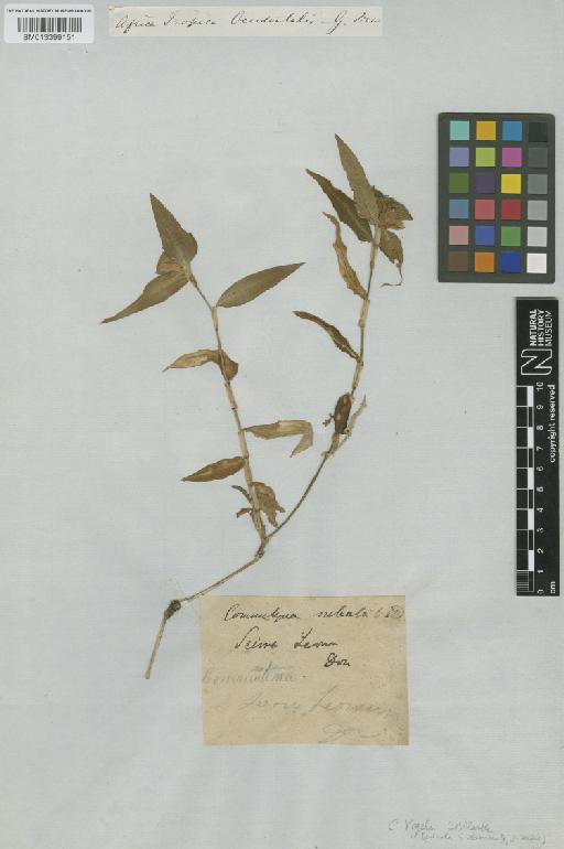 Commelina erecta L. - BM013399151
