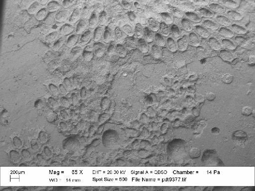 Iyarispora chiass Martha et al., 2019 - PI BZ 7984 - Iyaripora chiass