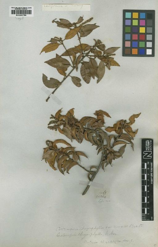 Castanea chrysophylla Douglas ex Hook. - BM000907554