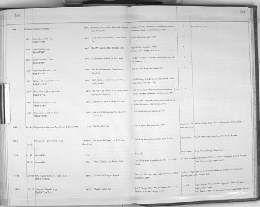 Hauchiella renilla Hutchings and Glasby,  1986 - Zoology Accessions Register: Polychaeta: 1967 - 1989: page 202