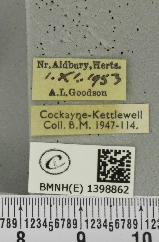 Poecilocampa populi (Linnaeus, 1758) - BMNHE_1398862_label_189142