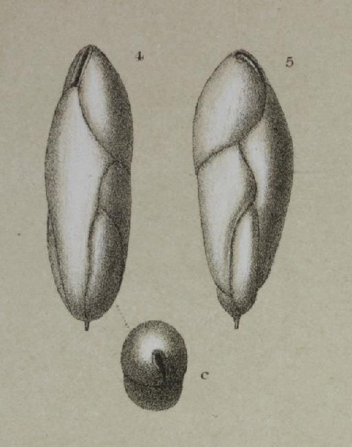 Virgulina pauciloculata Brady, 1884 - ZF2617_52_4-5_Fursenkoina_pauciloculata.jpg