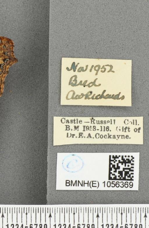 Aglais urticae ab. subtusrufa Raynor, 1909 - BMNHE_1056369_label_45914