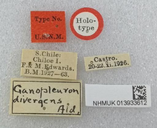 Ganopleuron divergens Aldrich, 1934 - Ganopleuron divergens HT labels