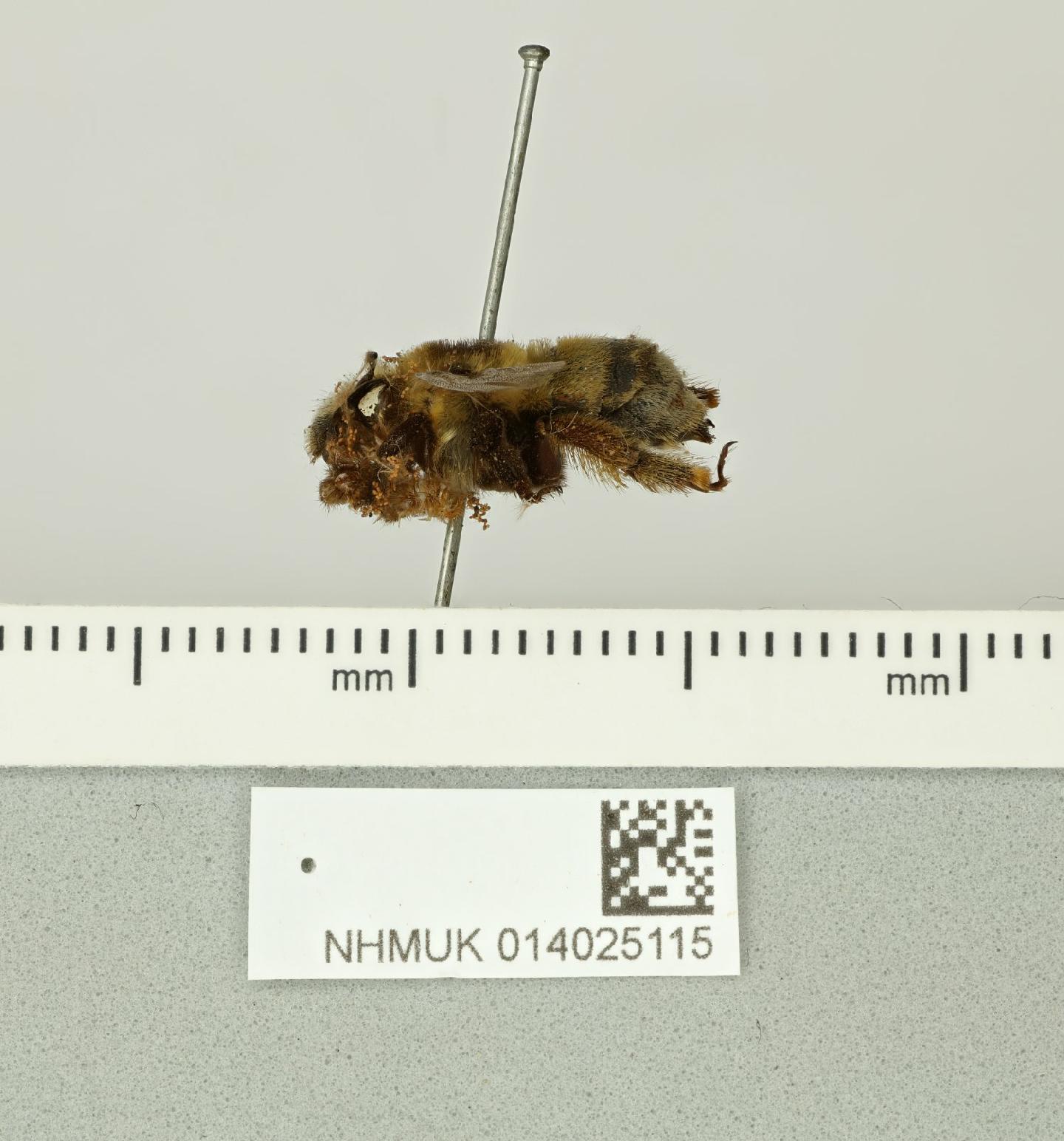 Anthophora dubia