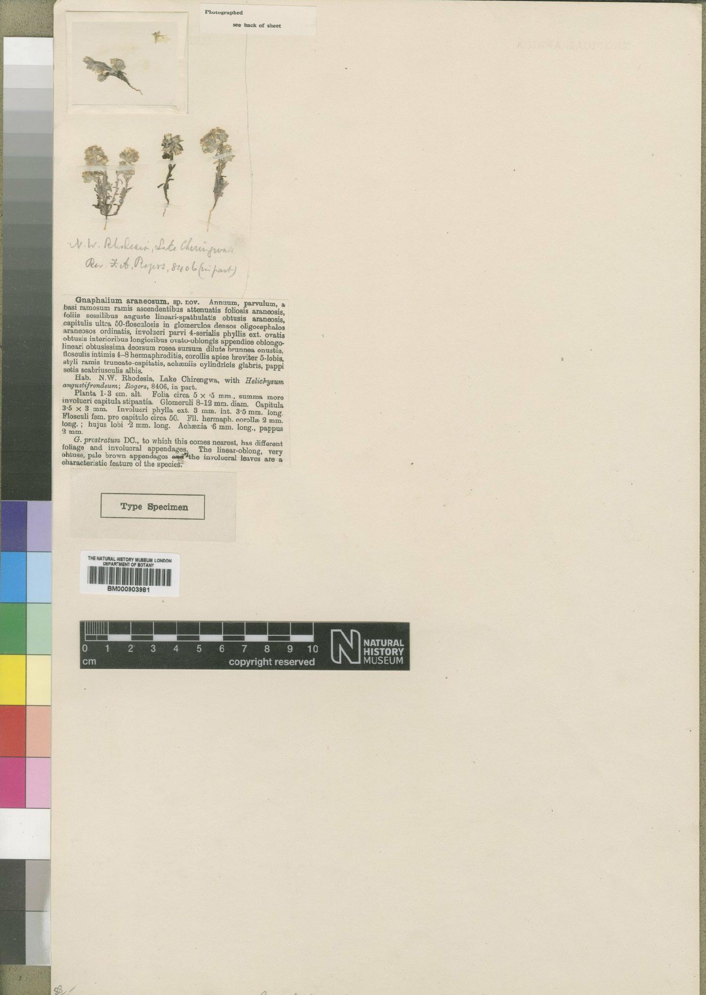 To NHMUK collection (Lasiopogon glomerulatus (Harv.) Hilliard; Type; NHMUK:ecatalogue:4529030)