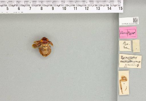 Pycnoscelus micropterus Hanitsch, 1931 - 012495998_112063_87599
