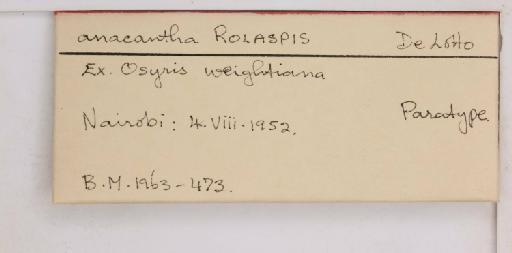 Rolaspis anacantha De Lotto, 1956 - 010714439_additional