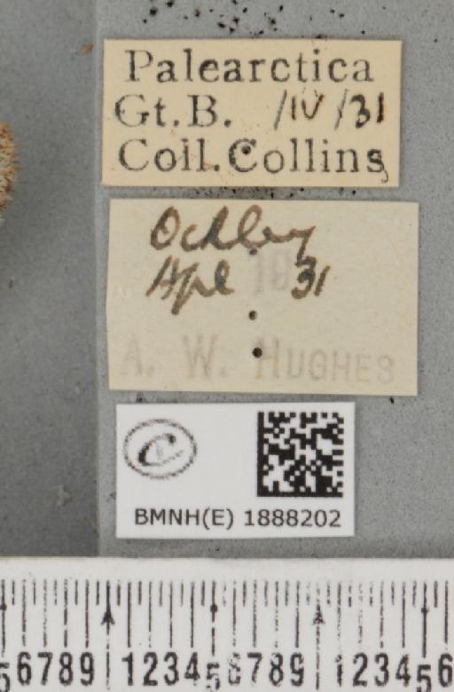 Apocheima hispidaria (Denis & Schiffermüller, 1775) - BMNHE_1888202_label_455582