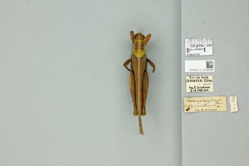 Valanga nigricornis sumatrensis Uvarov, 1923 - 012498439_71900_84608