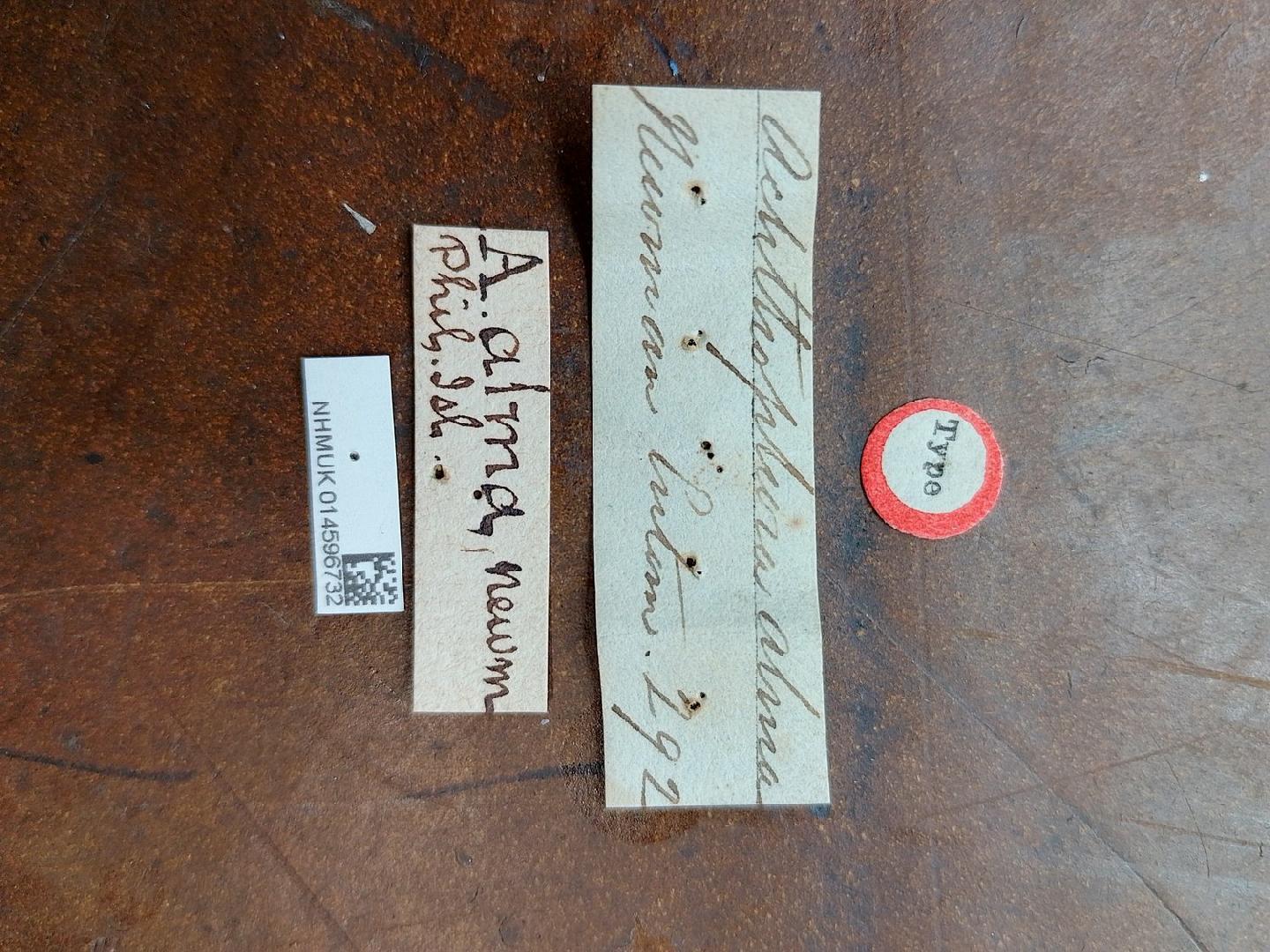 Achthophora alma thumbnail