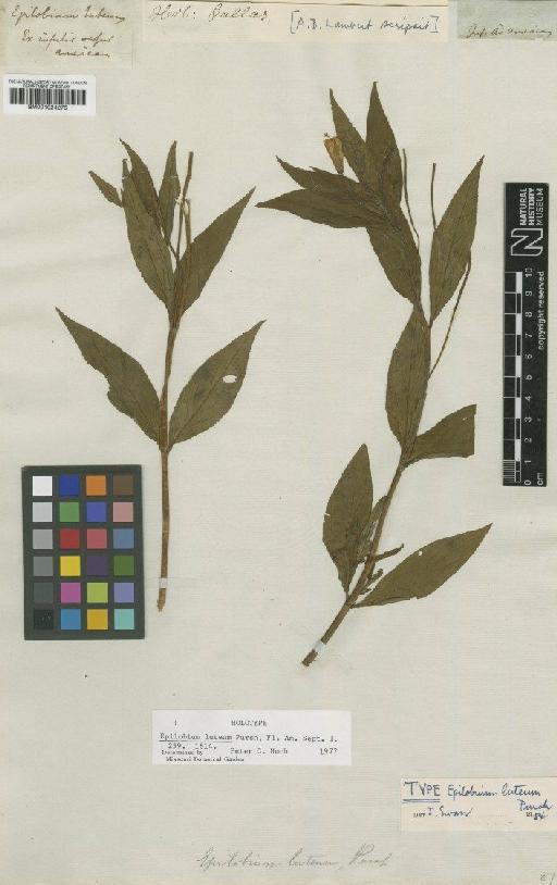 Epilobium luteum Pursh - BM001024275