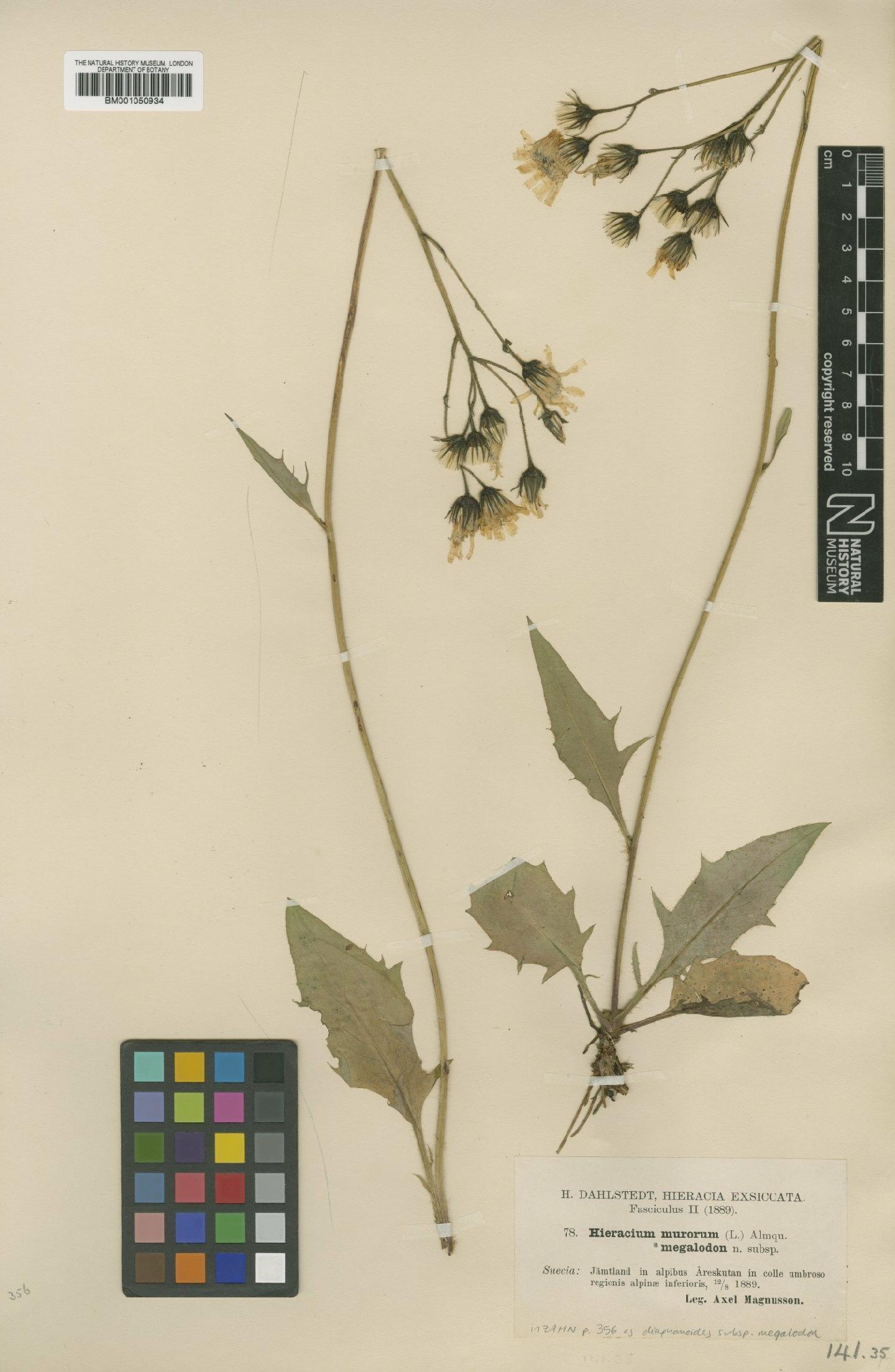 To NHMUK collection (Hieracium diaphanoides subsp. megalodon Dahlst.; TYPE; NHMUK:ecatalogue:2413463)