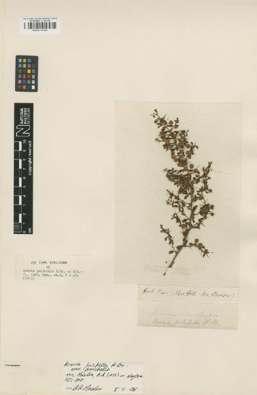 Acacia pulchella R.Br. - BM001134366