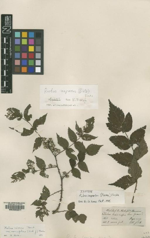 Rubus inopterus (Focke ex Diels) Focke - BM000622311