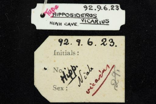 Hipposideros diadema vicarius Andersen, 1905 - 1892_9_6_23-Hipposideros_diadema_vicarius-Type-Skull-label