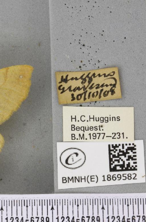 Colotois pennaria (Linnaeus, 1761) - BMNHE_1869582_label_454462