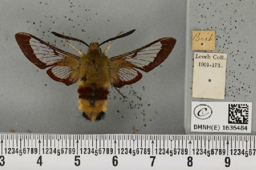 Hemaris fuciformis (Linnaeus, 1758) - BMNHE_1636484_205815