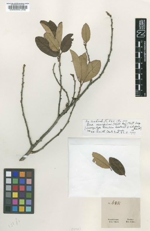 Pera decipiens (Müll.Arg.) Müll.Arg. - BM000560064