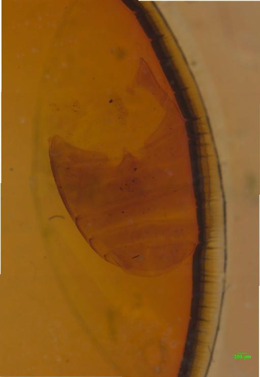 Carabidae Latreille, 1802 - 010133973___7