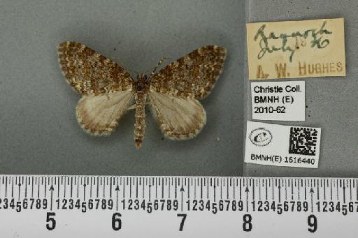 Entephria flavicinctata ruficinctata (Guenée, 1858) - BMNHE_1616440_318957