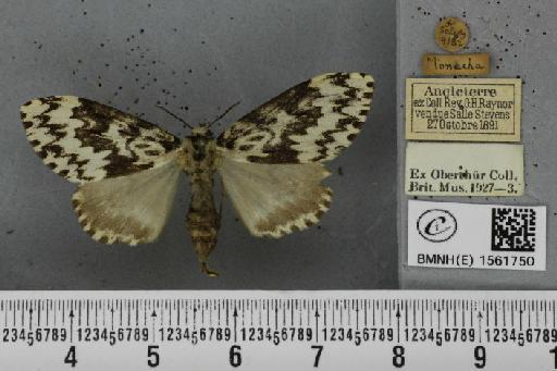 Lymantria monacha (Linnaeus, 1758) - BMNHE_1561750_251445