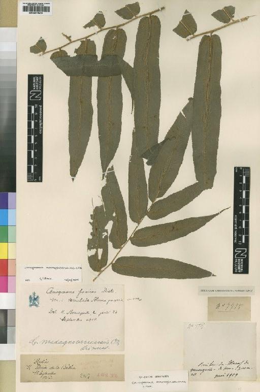 Coniogramme fraxinea var. serrulata (D.Don) Diels - BM000918406