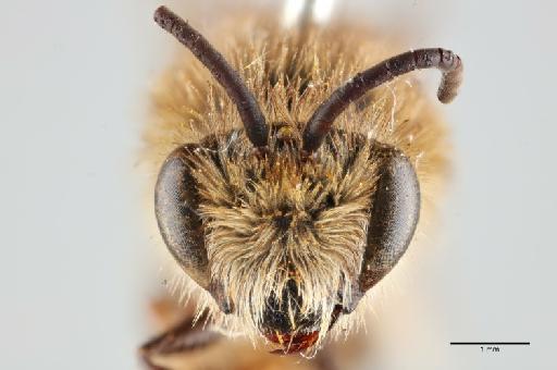 Colletes sordescens Cockerell, 1933 - 014024595_face