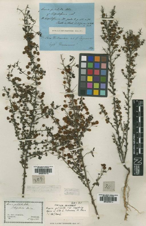 Acacia pulchella R.Br. - BM000796733