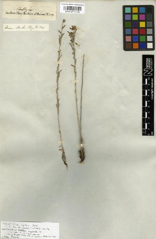 Moltkia longiflora (Bertol.) Wettst. - BM013718816