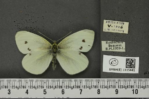 Pieris rapae ab. leucotera Stefanelli, 1869 - BMNHE_1115441_70326