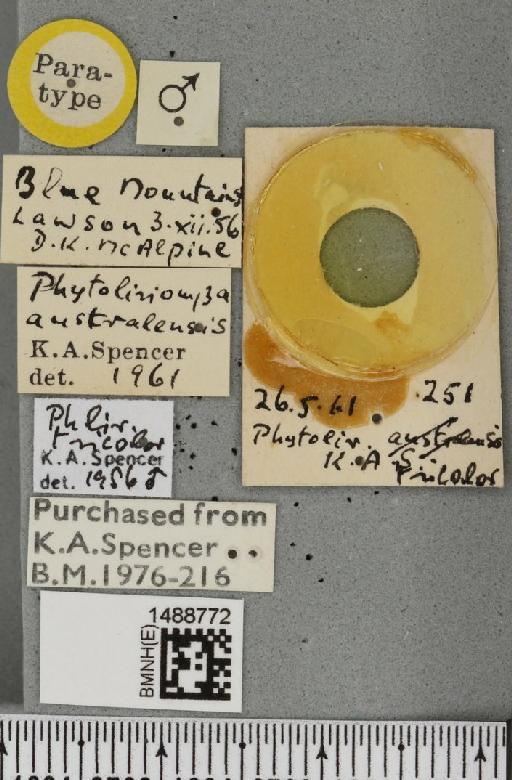 Phytoliriomyza australensis Spencer, 1963 - BMNHE_1488772_label_52619