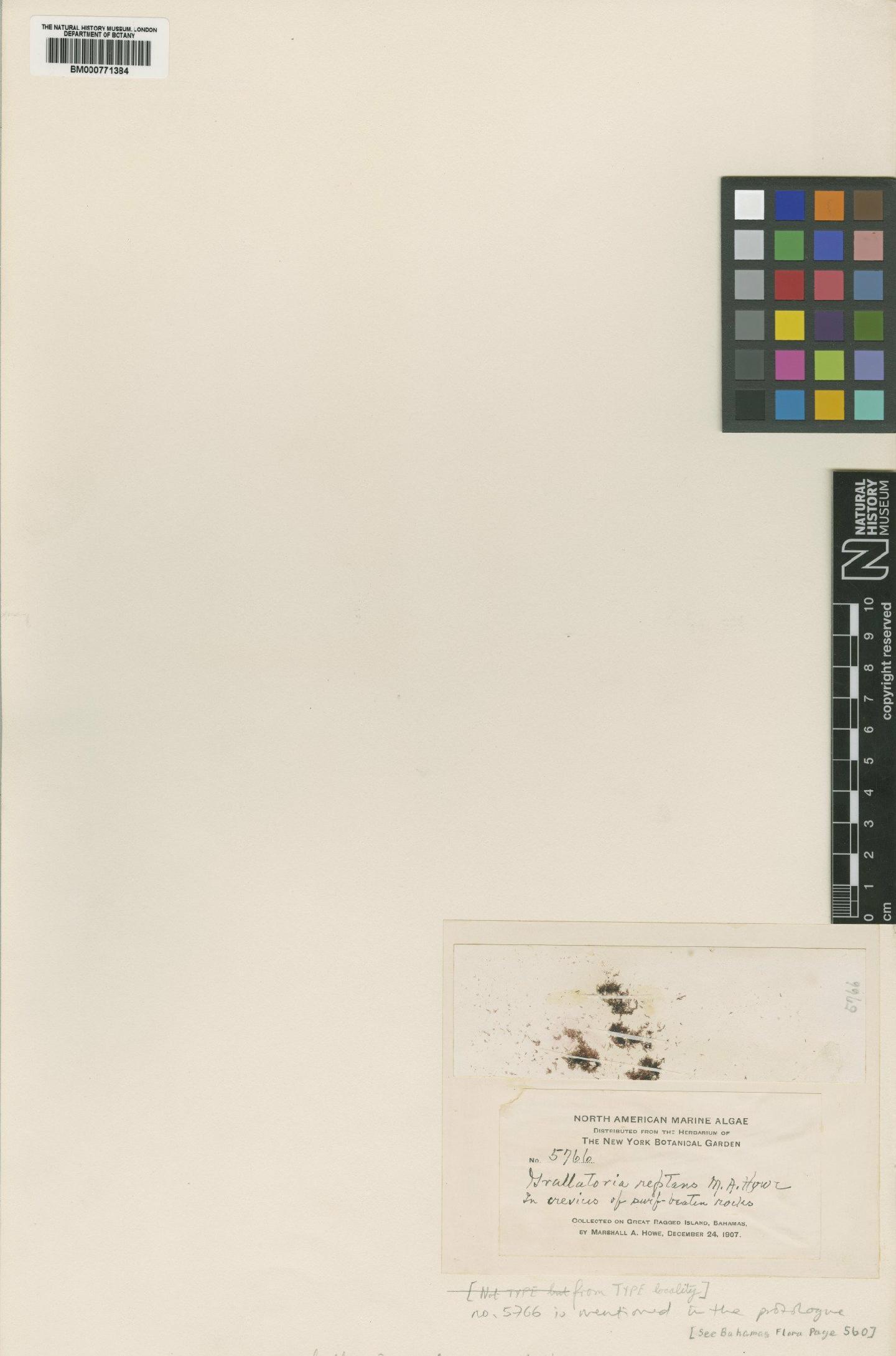 To NHMUK collection (Grallatoria reptans M.Howe; Isosyntype; NHMUK:ecatalogue:436425)