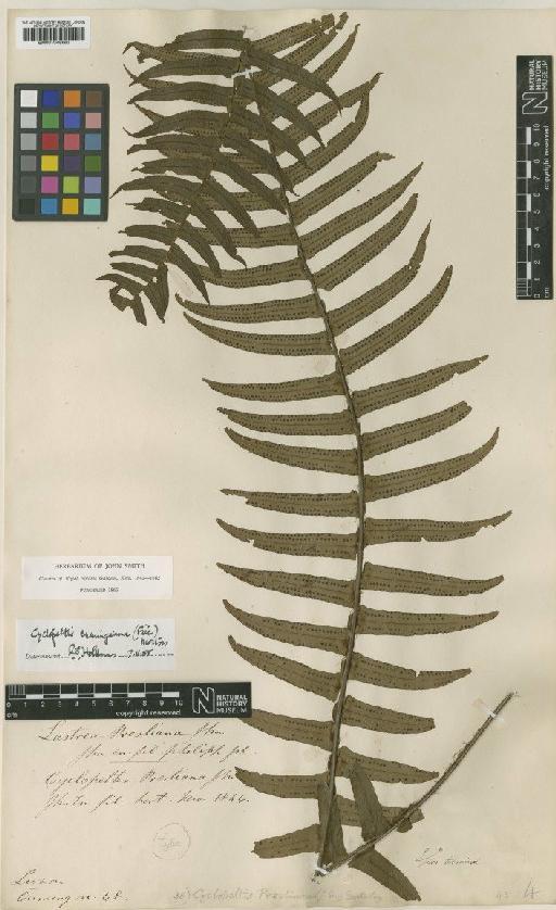 Cyclopeltis presliana (J.Sm.) Berk - BM001048663