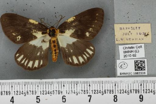 Abraxas grossulariata (Linnaeus, 1758) - BMNHE_1883508_438725