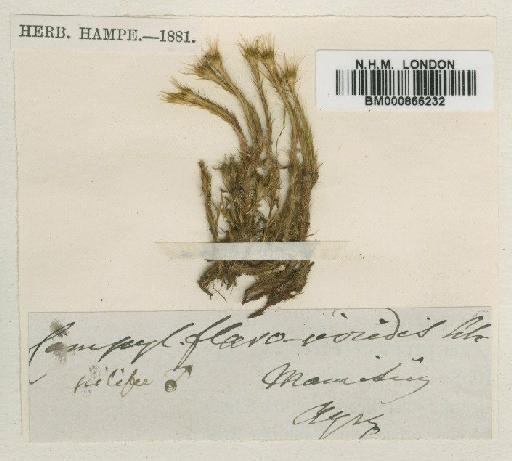 Campylopus aureonitens (Müll.Hal.) A.Jaeger - BM000866232