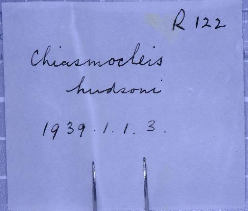 Chiasmocleis hudsoni Parker, 1940 - 1947.2.11.90-pic5