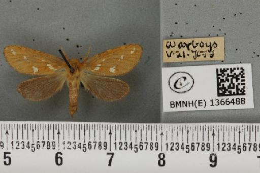 Phymatopus hecta (Linnaeus, 1758) - BMNHE_1366488_186758