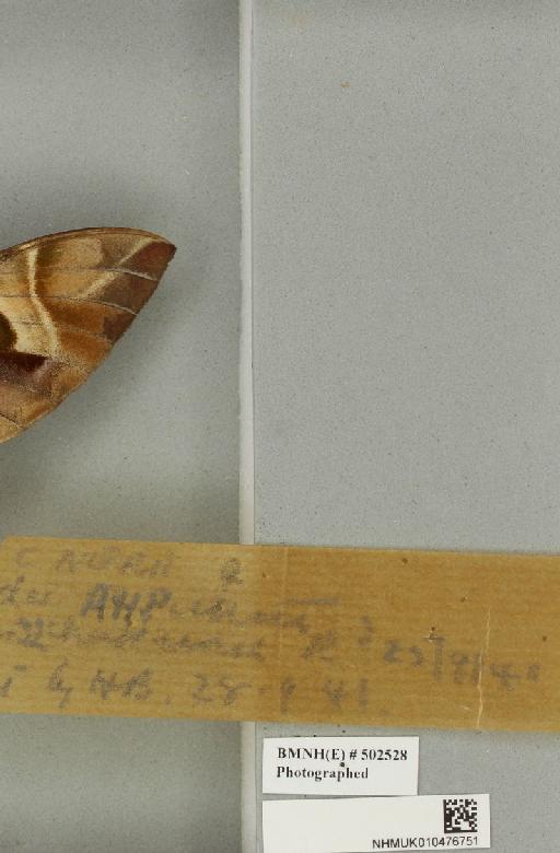 Daphnis nerii (Linnaeus, 1758) - NHMUK_010476751_label_534348