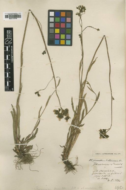 Hieracium florentinum subsp. obscurum Rchb. - BM001047795
