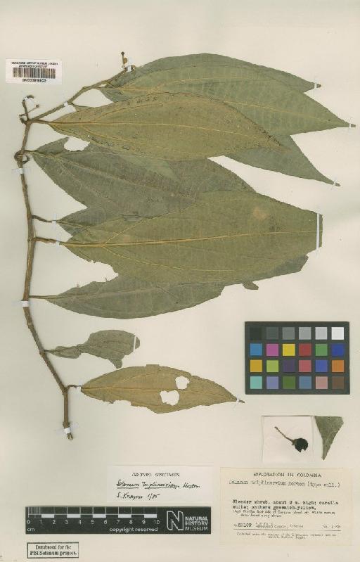 Solanum triplinervium Morton - BM000815922