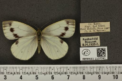 Pieris napi britannica Müller & Kautz, 1939 - BMNHE_1137741_90455