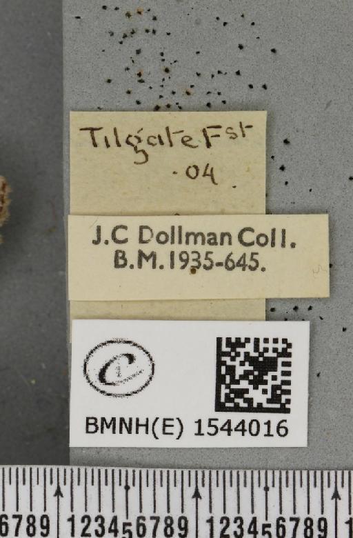 Tetheella fluctuosa (Hübner, 1803) - BMNHE_1544016_label_236636