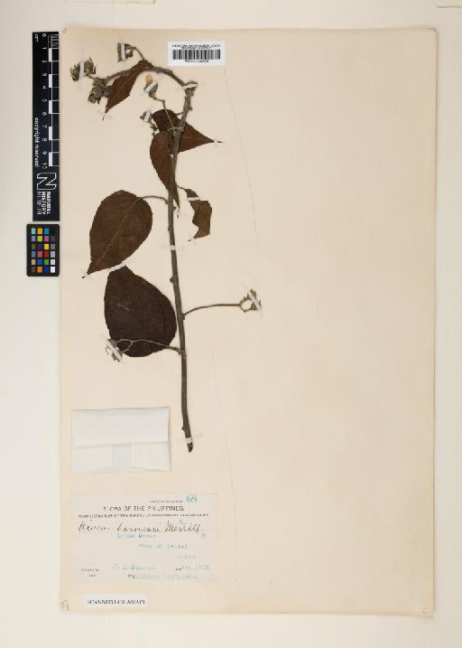 Ipomoea barnesii (Merr.) J.R.I.Wood & Scotland - 001014509