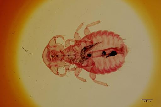 Goniodes bicuspidatus Piaget, 1880 - 010712297_specimen