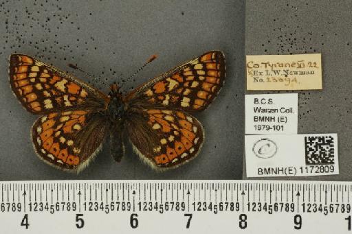 Euphydryas aurinia f. hibernica Birchall, 1873 - BMNHE_1172809_52957