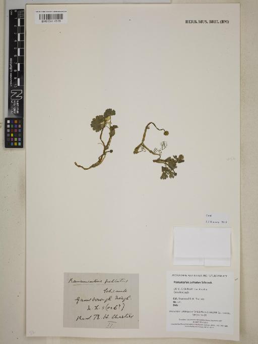 Ranunculus peltatus Schrank - BM013414319
