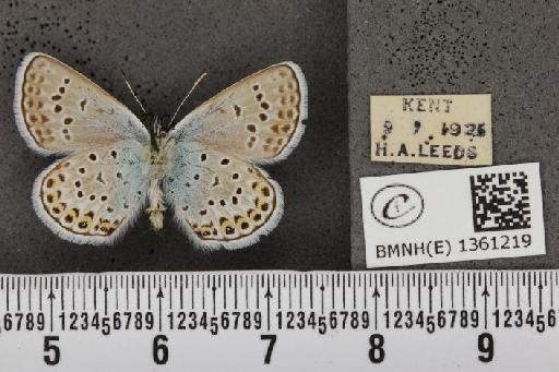 Plebejus argus cretaceus ab. flavescens Tutt, 1909 - BMNHE_1361219_175275