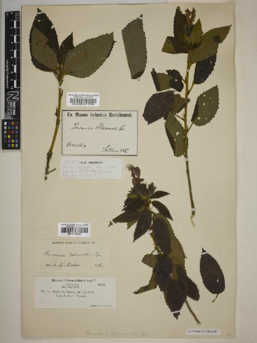 Pavonia schrankii Spreng. - BM000939067